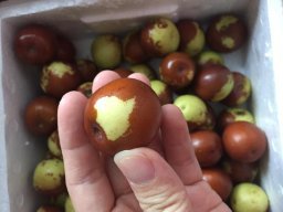 亞馬遜:商品評(píng)論: 秋里紅 黃驊鮮冬棗5斤 保鮮盒裝 黃驊孔店冬棗示范基地 現(xiàn)摘現(xiàn)發(fā)(當(dāng)天下單,通常第二天采摘、發(fā)貨)