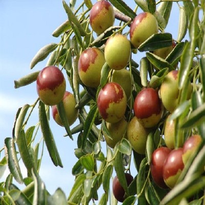 黃驊冬棗詳細介紹:特點 歷史 - 黃驊特產 - 特色谷