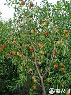 黃驊大冬棗 甜脆多汁的“百果之王”